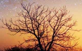 《桃夭》（84集）短剧全集免费在线畅看