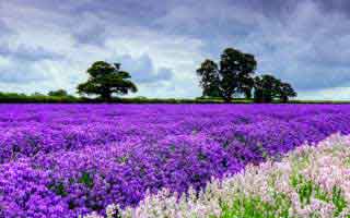 《八百块,买了个修真界》(80集)短剧全集免费在线追到底