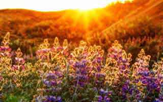 《利刃玫瑰第2部》（61集）短剧精彩剧情一追到底