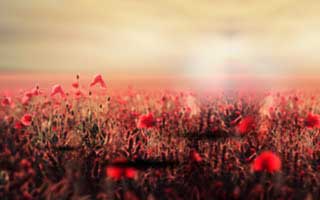 《九重春色锁千岁》（77集）短剧精彩不容错过全集观