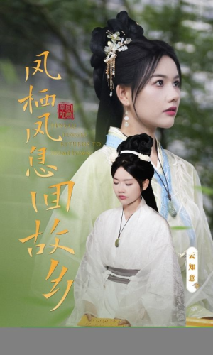 《凤栖凤息回故乡》（36集）热门短剧在线全集看