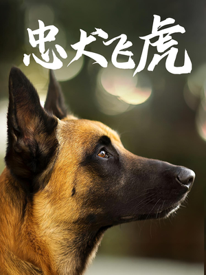 《忠犬飞虎》（33集）热门短剧完整版免费看